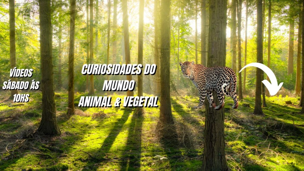 Desafio Quiz Animais Natureza - O Papagaio Sem Penas